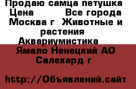 Продаю самца петушка › Цена ­ 700 - Все города, Москва г. Животные и растения » Аквариумистика   . Ямало-Ненецкий АО,Салехард г.